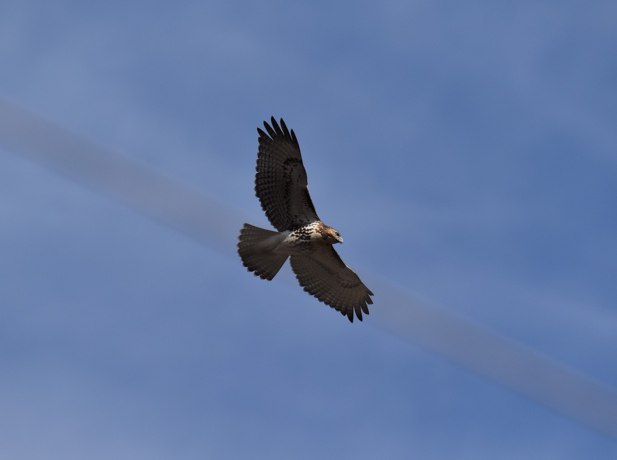 Red-tailed Hawk - ML612336674