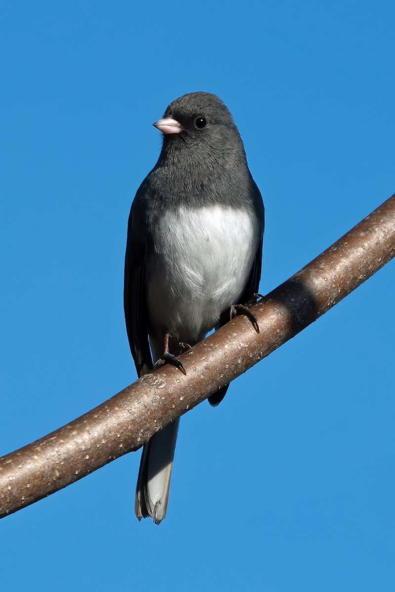 Junco Ojioscuro - ML612336691