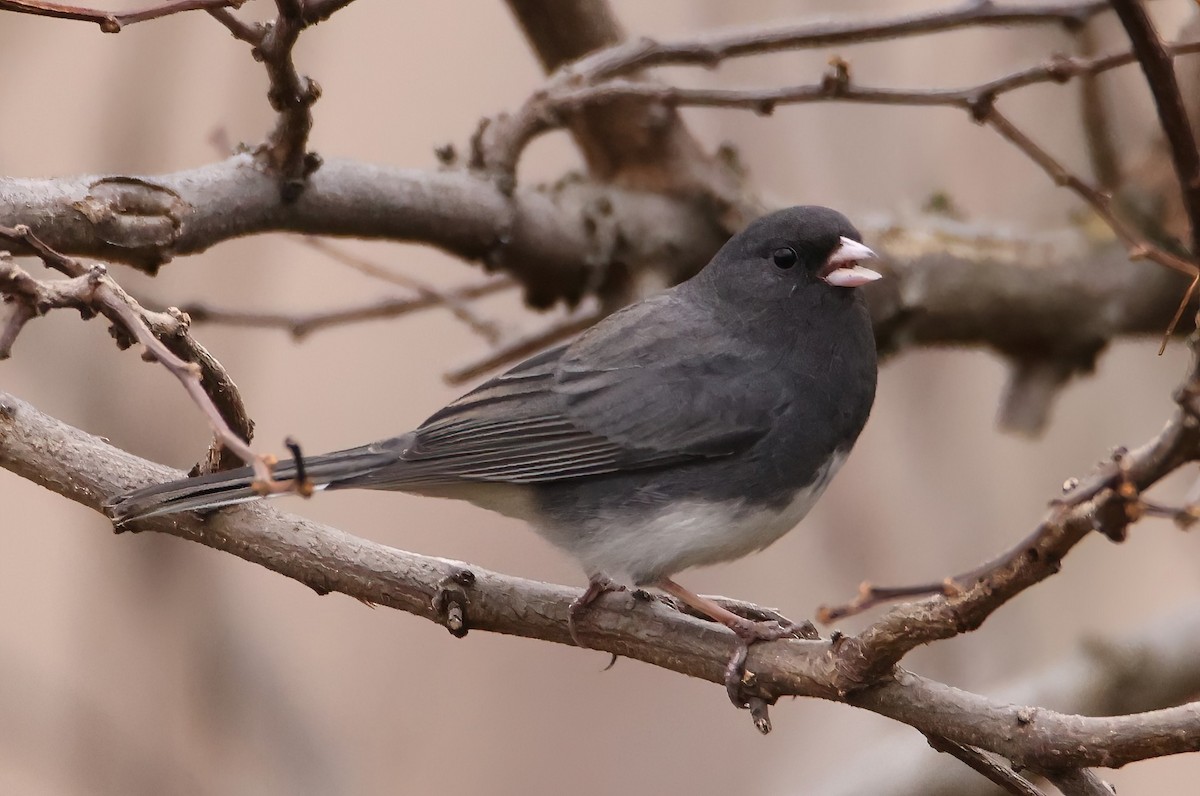 Dark-eyed Junco (Slate-colored) - ML612336708