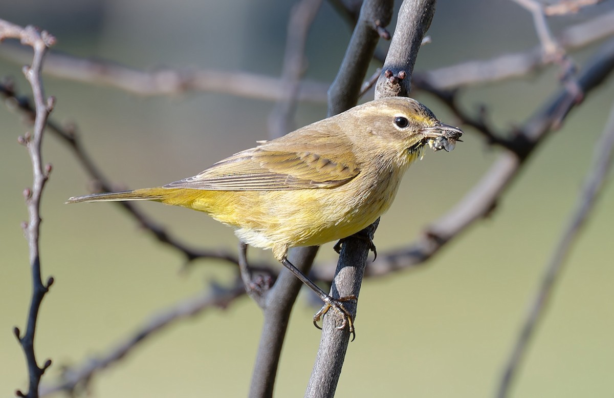 Palm Warbler - ML612336776