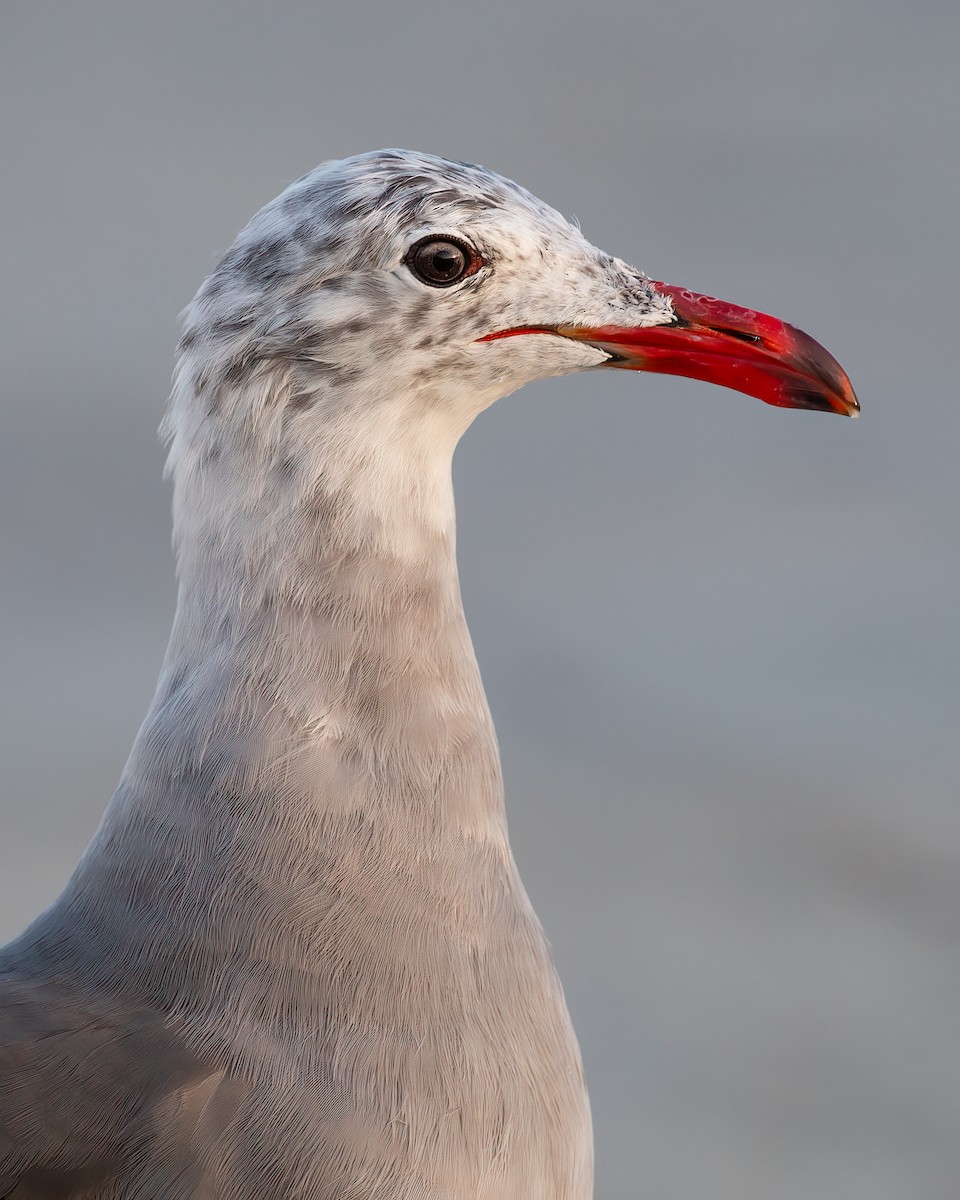 Heermann's Gull - ML612336815