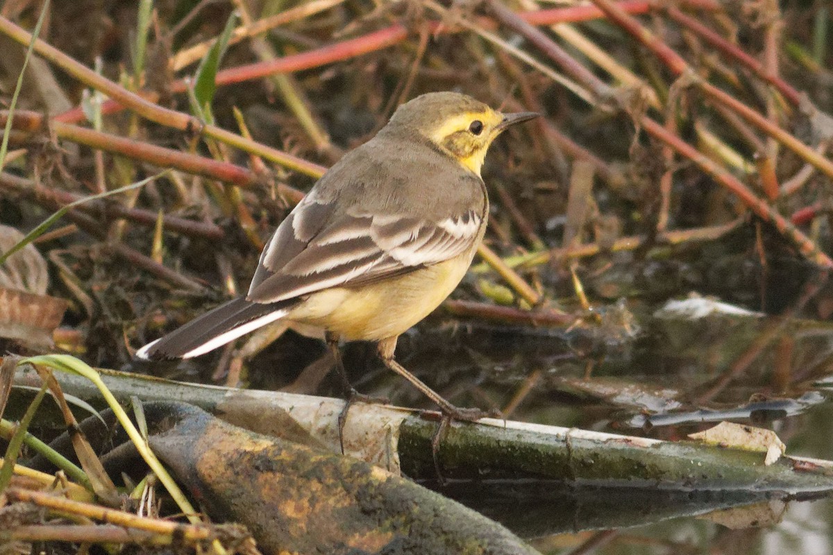 Citrine Wagtail - Able Lawrence