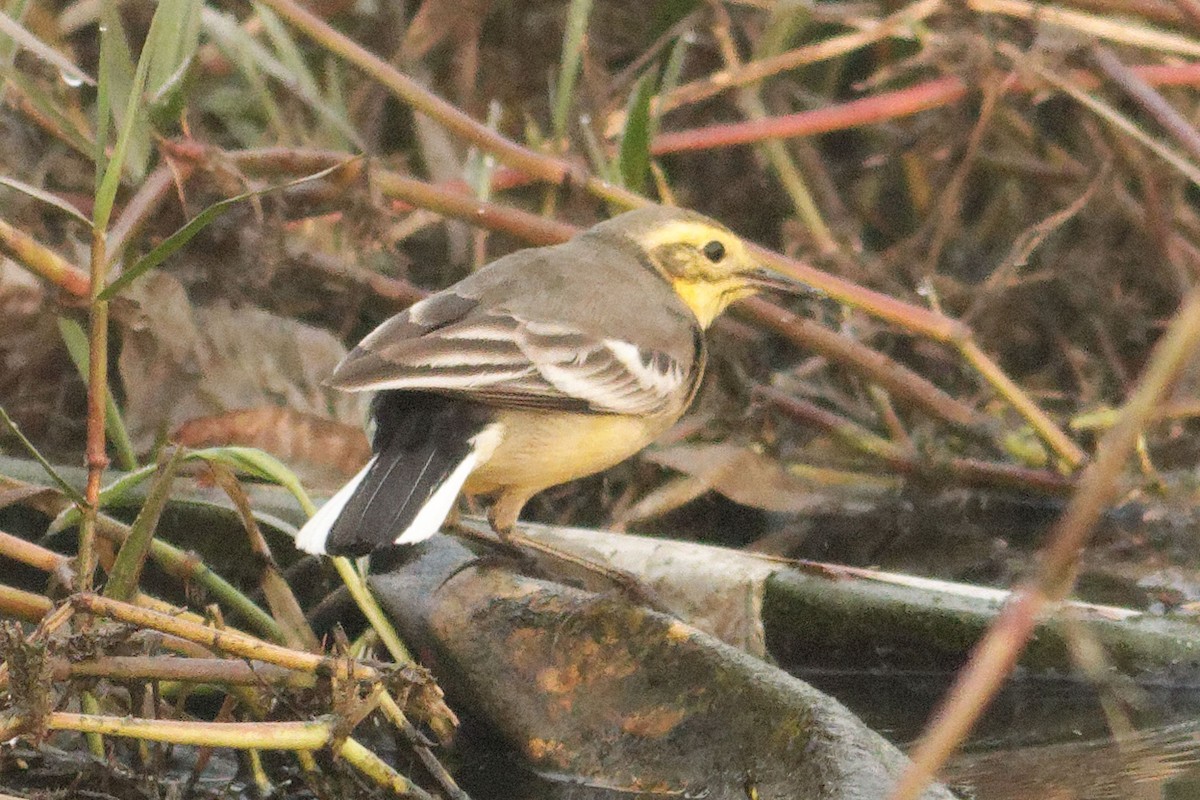 Citrine Wagtail - Able Lawrence