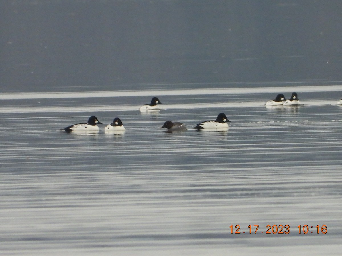 Common Goldeneye - ML612336972