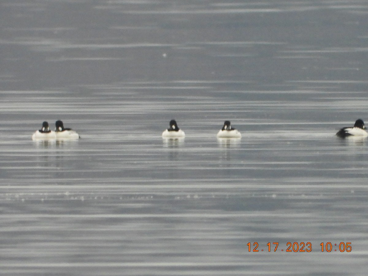 Common Goldeneye - ML612336976