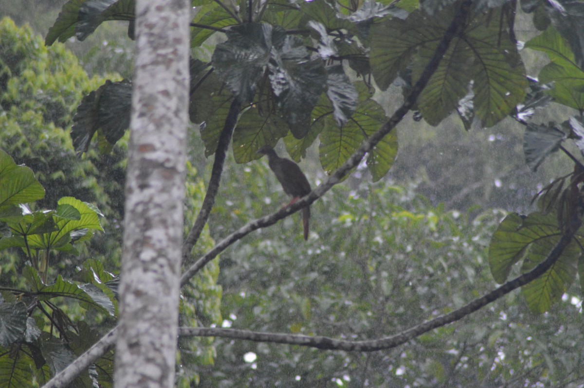 Speckled Chachalaca - ML612337069