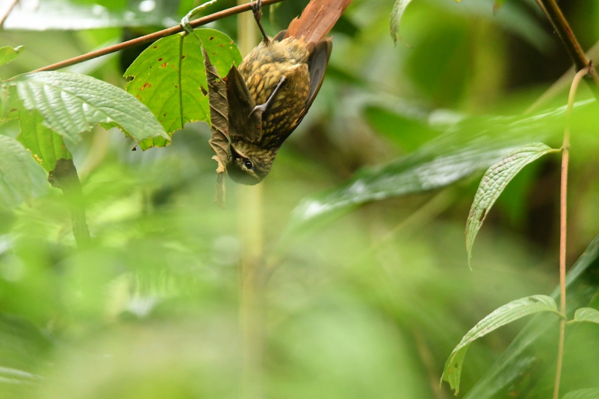 Rusty-winged Barbtail - Daniel Moreno López