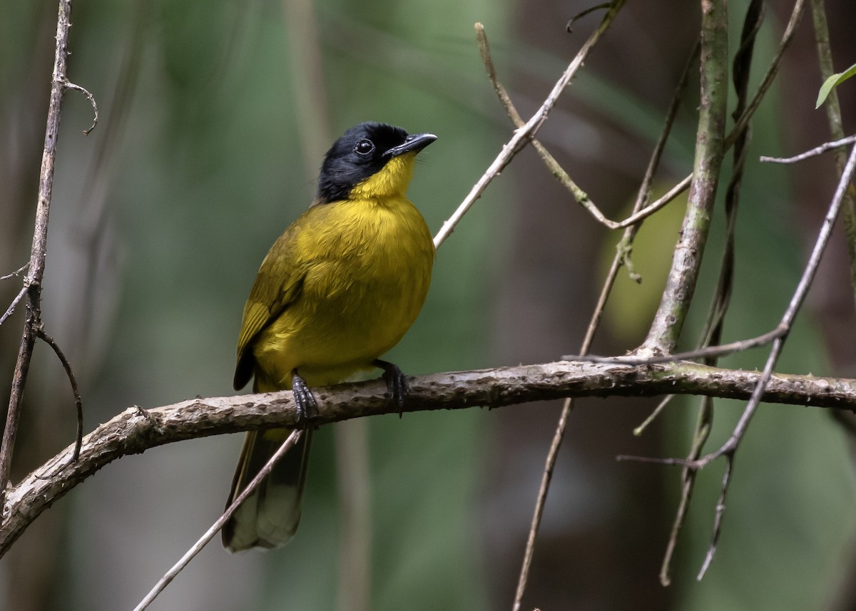 Black-capped Bulbul - ML612337244