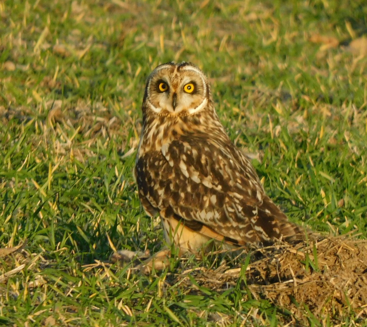 Short-eared Owl - ML612337258
