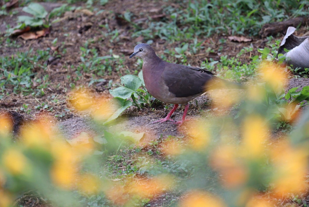 Tolima Dove - ML612337285