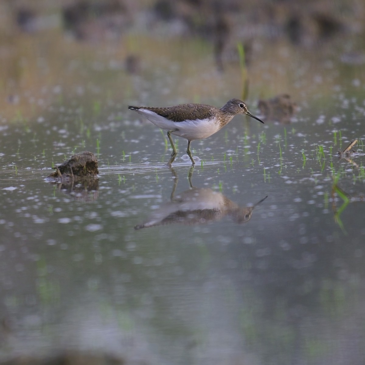 Marsh Sandpiper - ML612337329