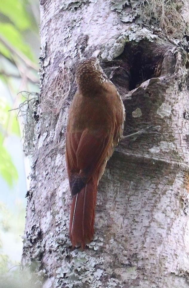 Montane Woodcreeper - ML612337357