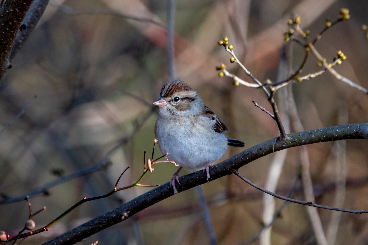 Chipping Sparrow - ML612337389