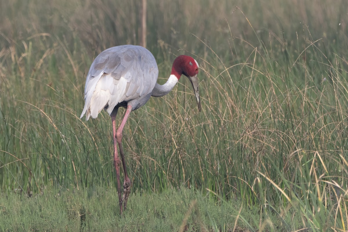 Sarus Crane - ML612337419