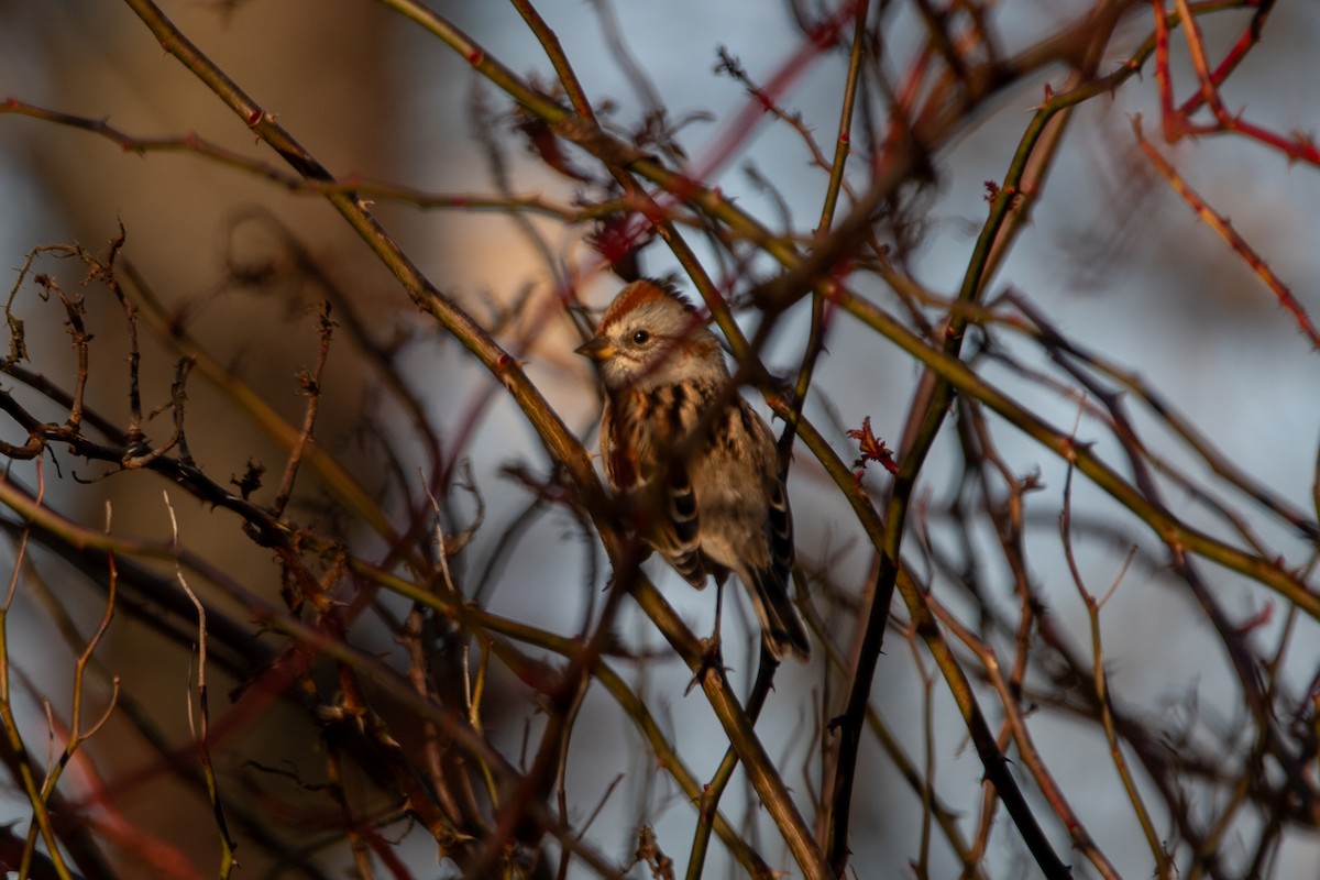 American Tree Sparrow - ML612337456