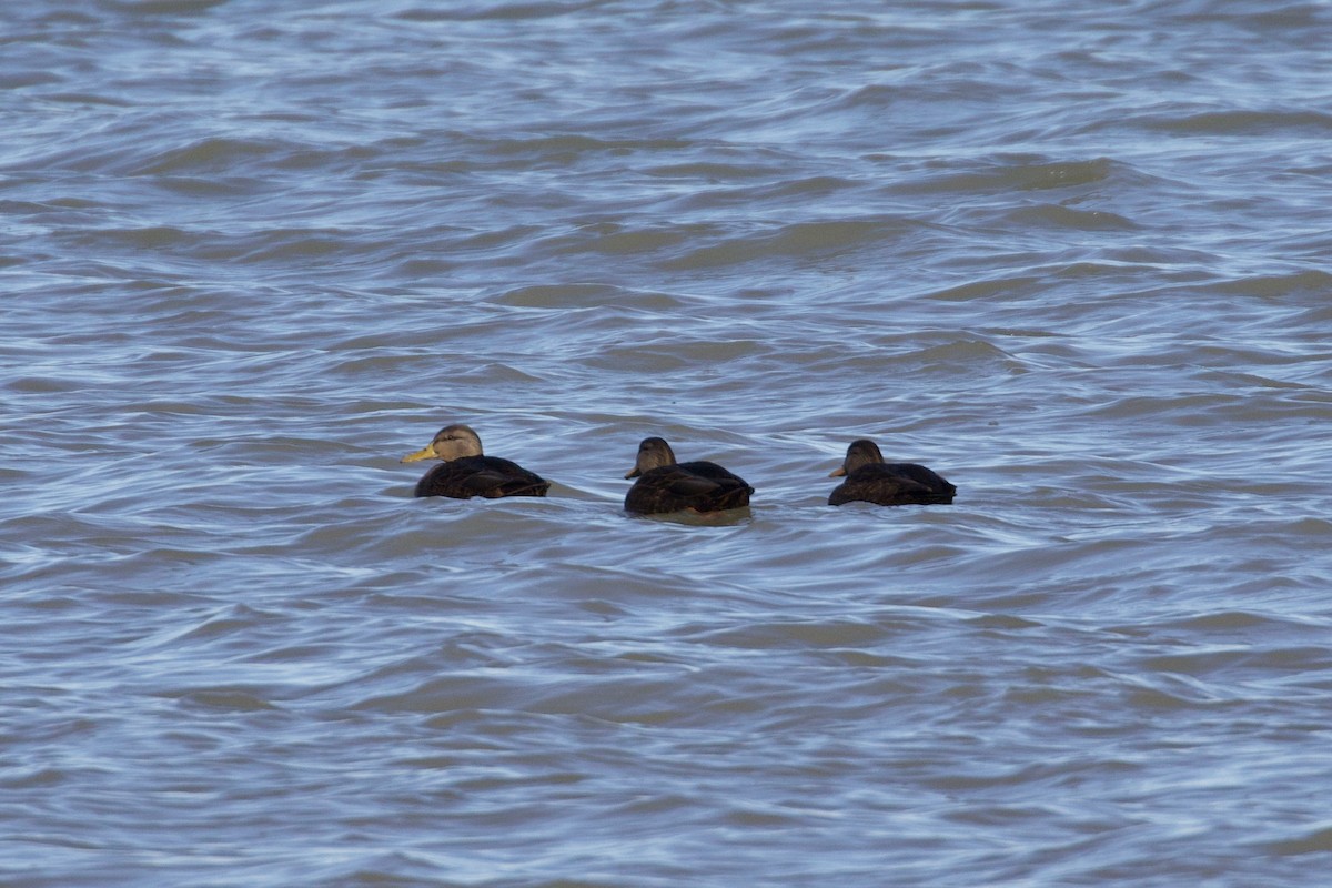 American Black Duck - ML612337584