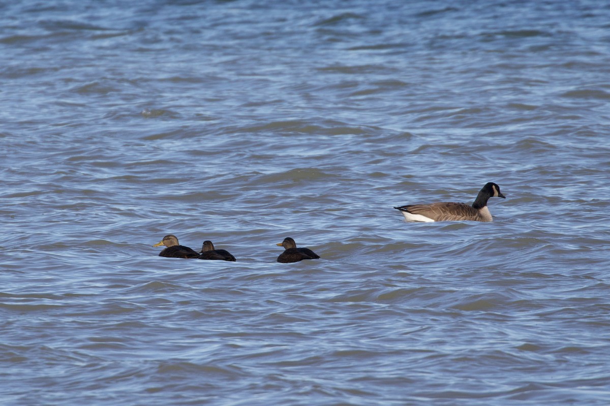 American Black Duck - ML612337586