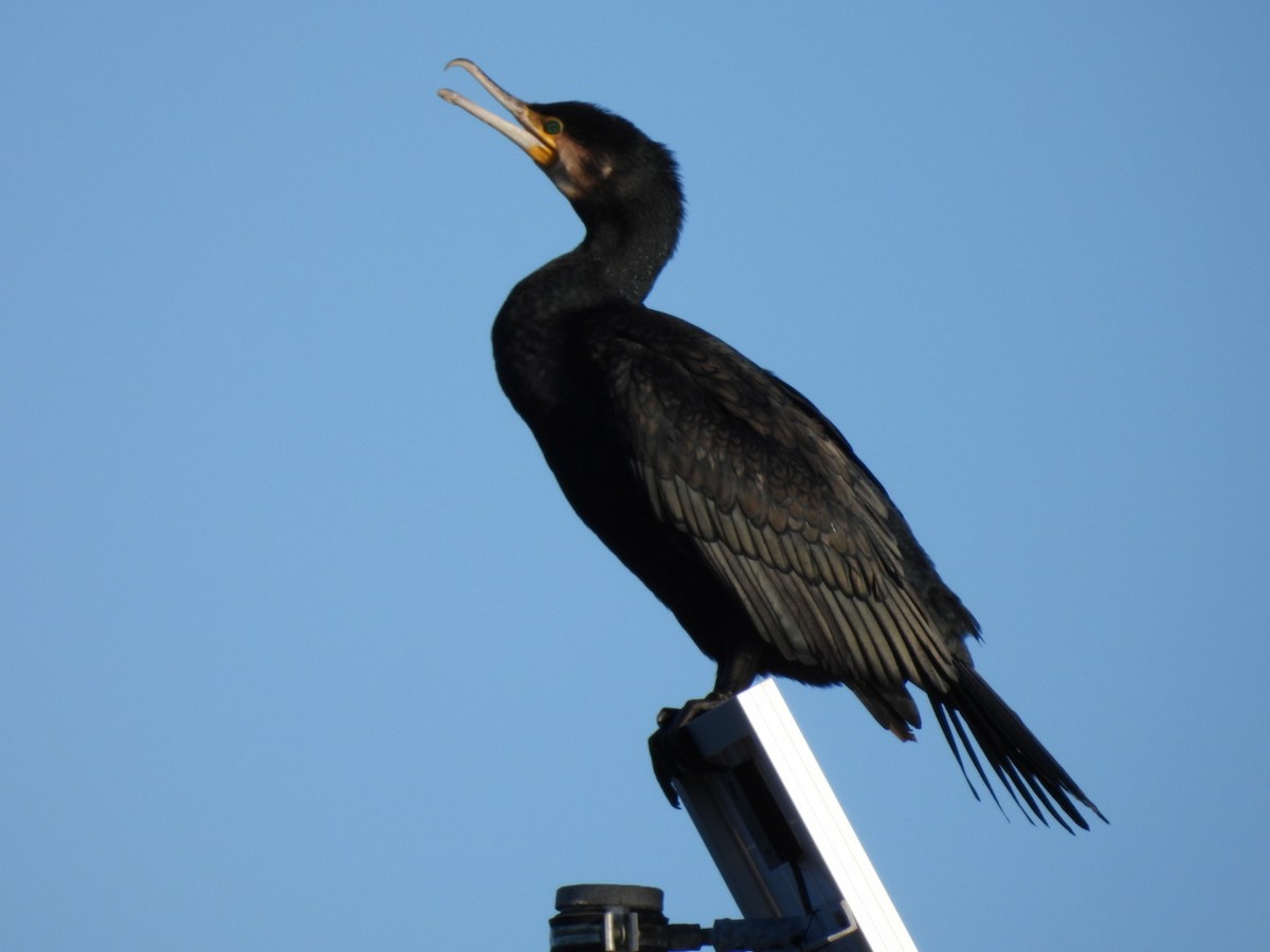 Great Cormorant - ML612337612