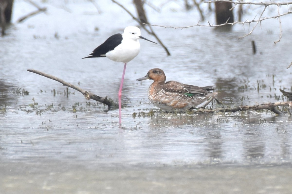 Green-winged Teal - ML612337621