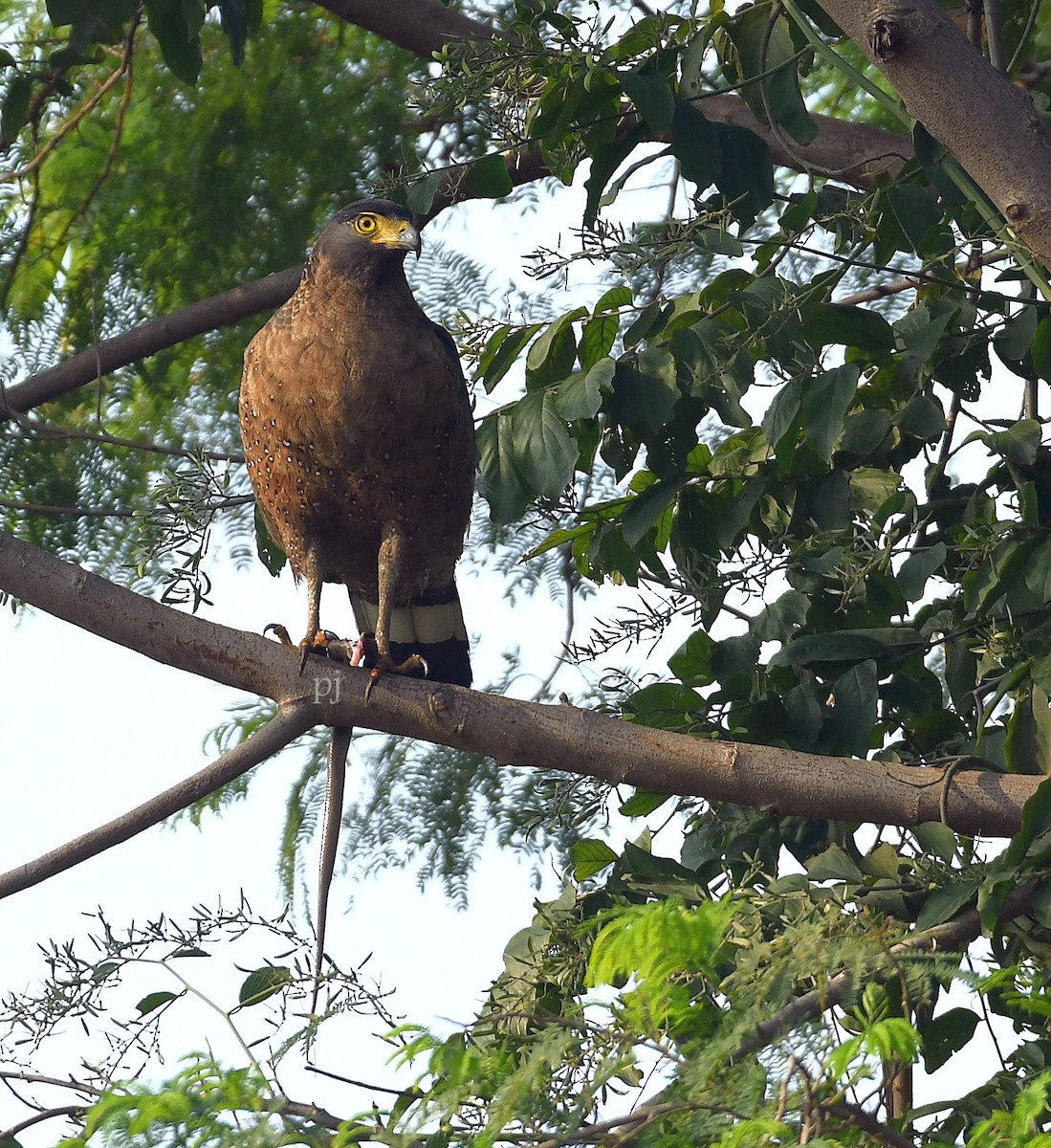 Crested Serpent-Eagle - ML612337628