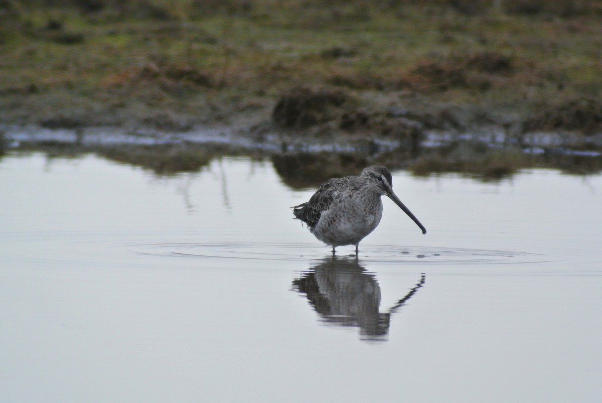 Long-billed Dowitcher - ML612337634