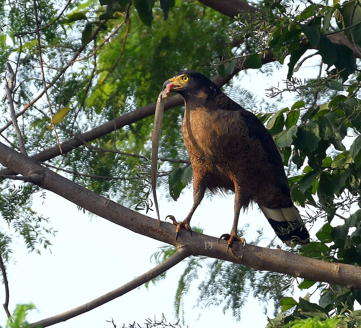 Crested Serpent-Eagle - ML612337643