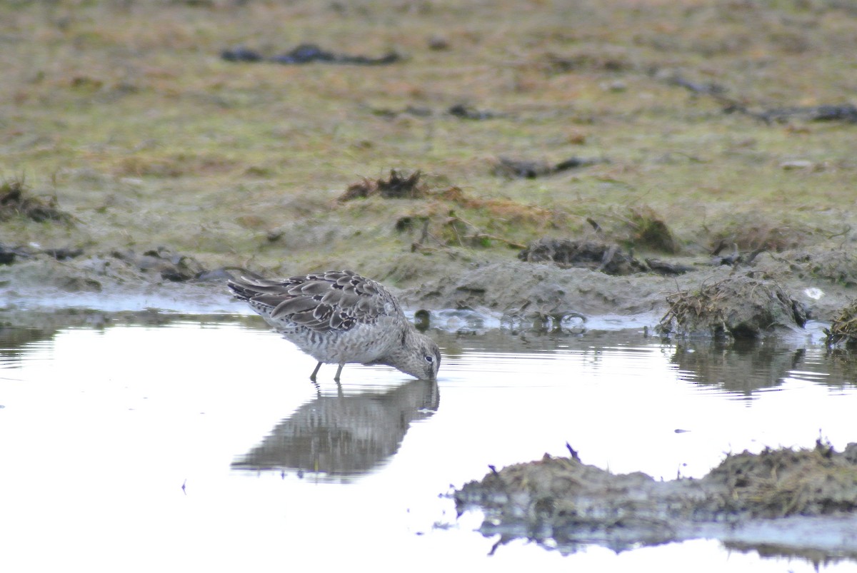 Long-billed Dowitcher - ML612337653