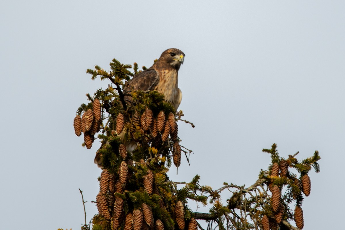 Red-tailed Hawk - ML612337686