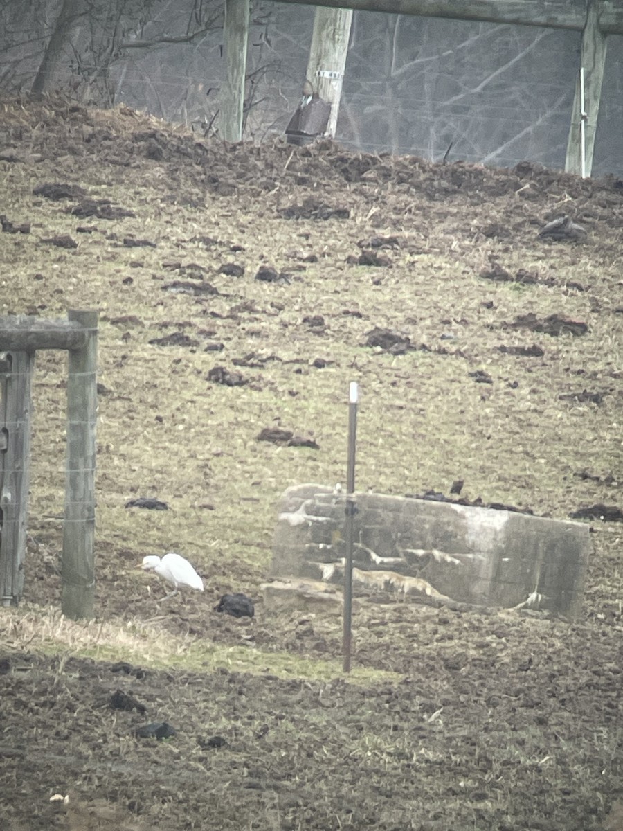 Western Cattle Egret - ML612337692