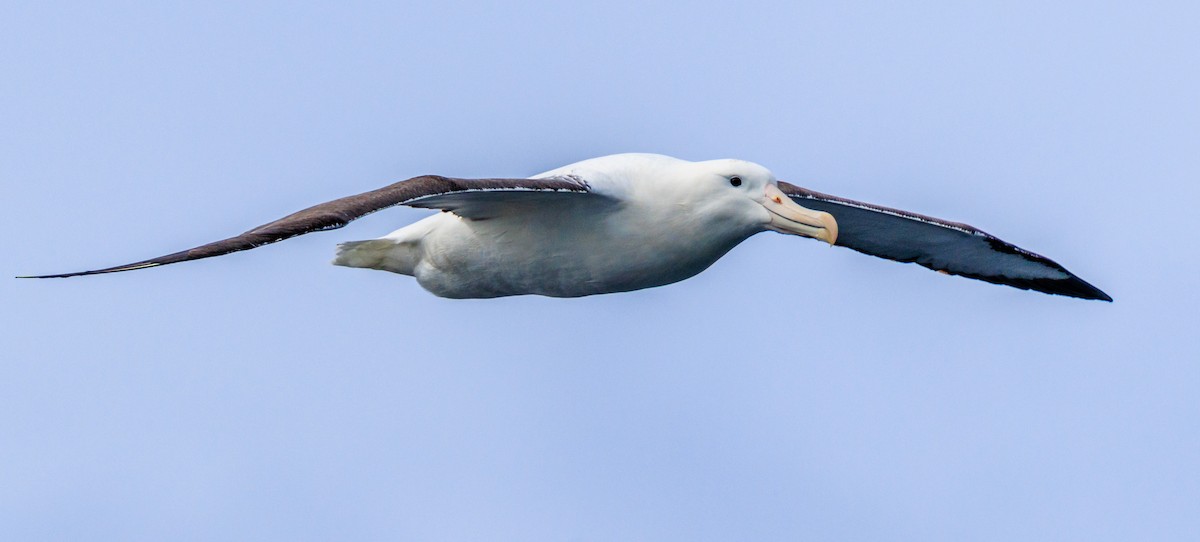 Northern Royal Albatross - Lars Andersen