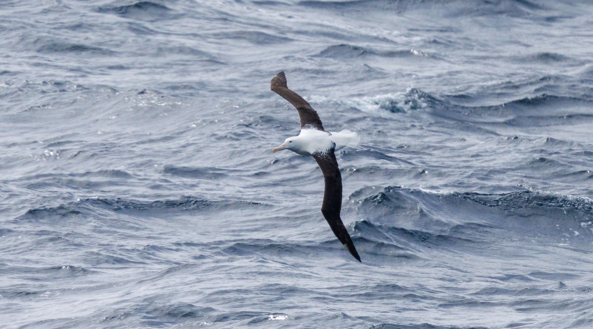 Northern Royal Albatross - ML612337717