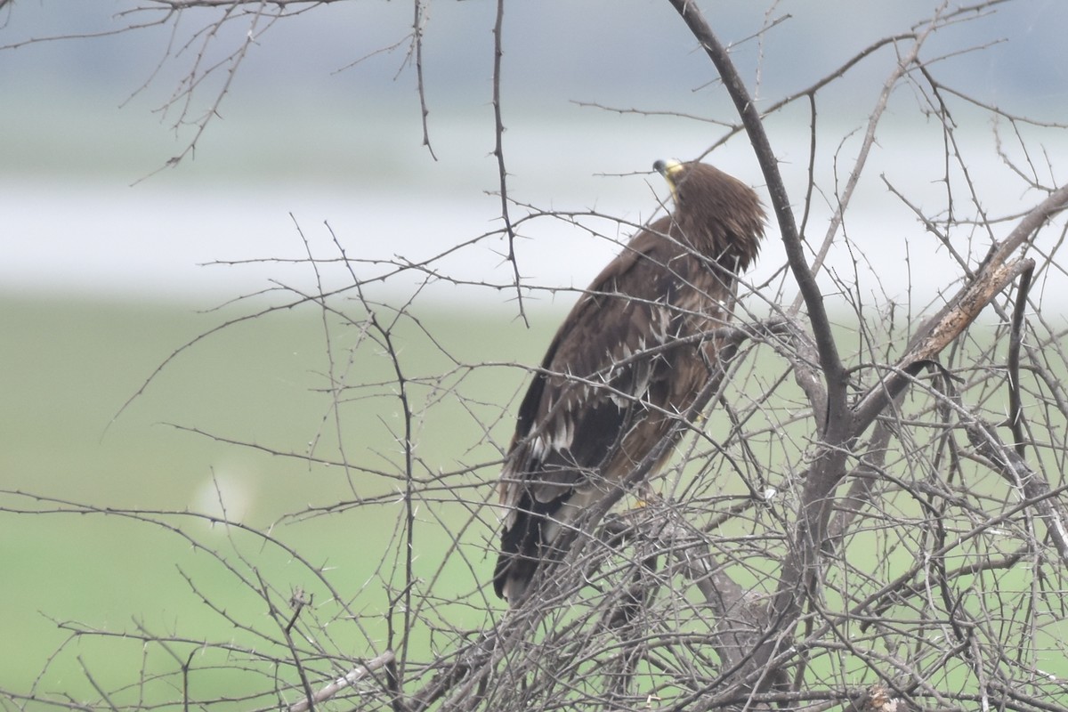 Greater Spotted Eagle - ML612337787