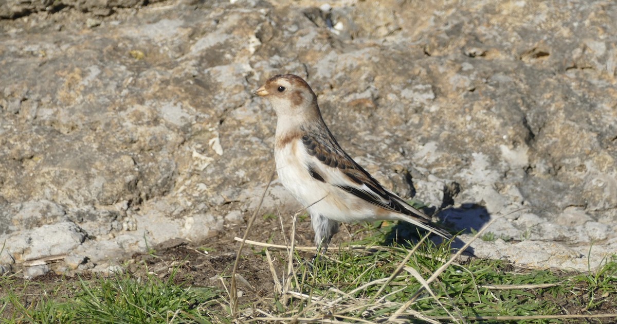 Snow Bunting - ML612337790