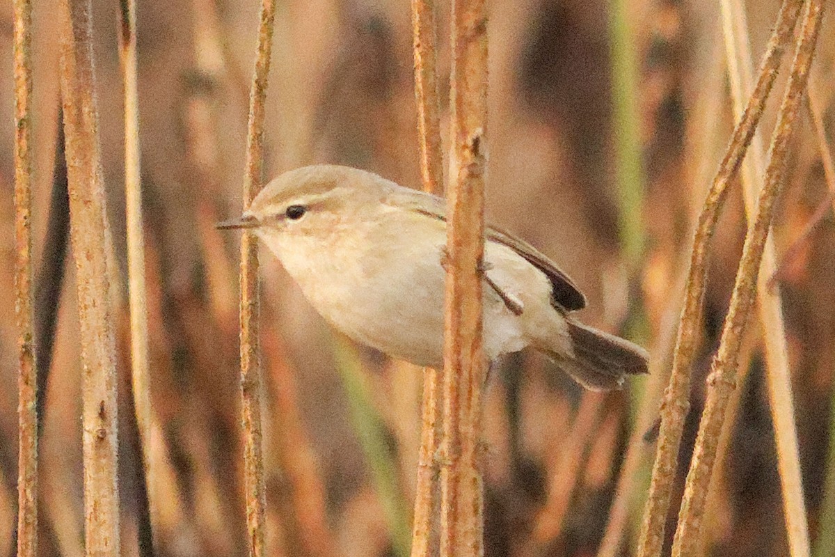 Common Chiffchaff - Able Lawrence