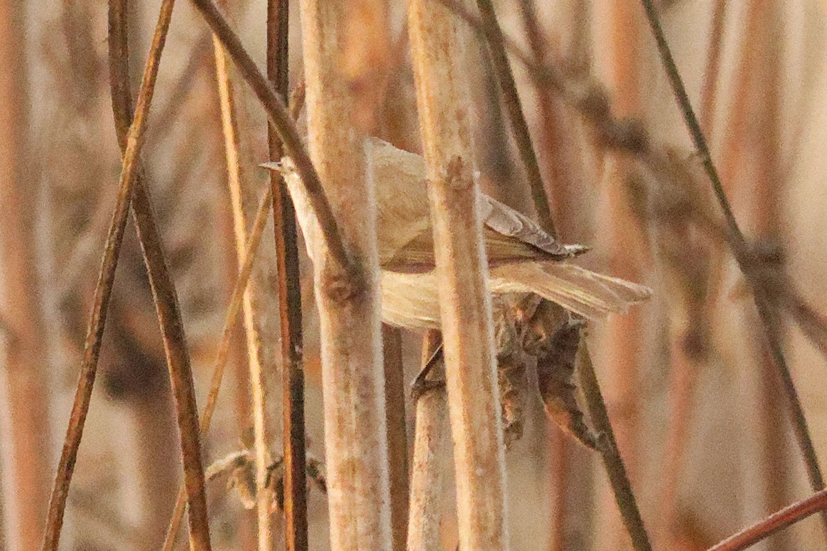 Common Chiffchaff - Able Lawrence