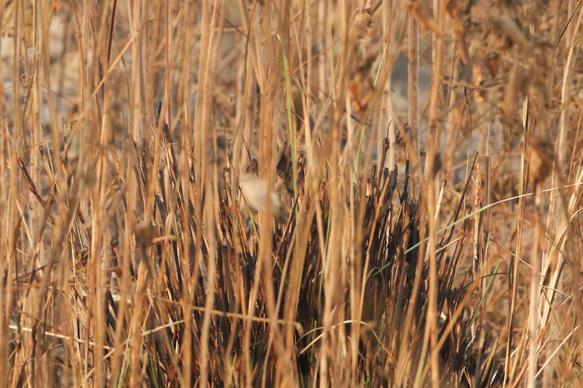 Common Chiffchaff - Able Lawrence