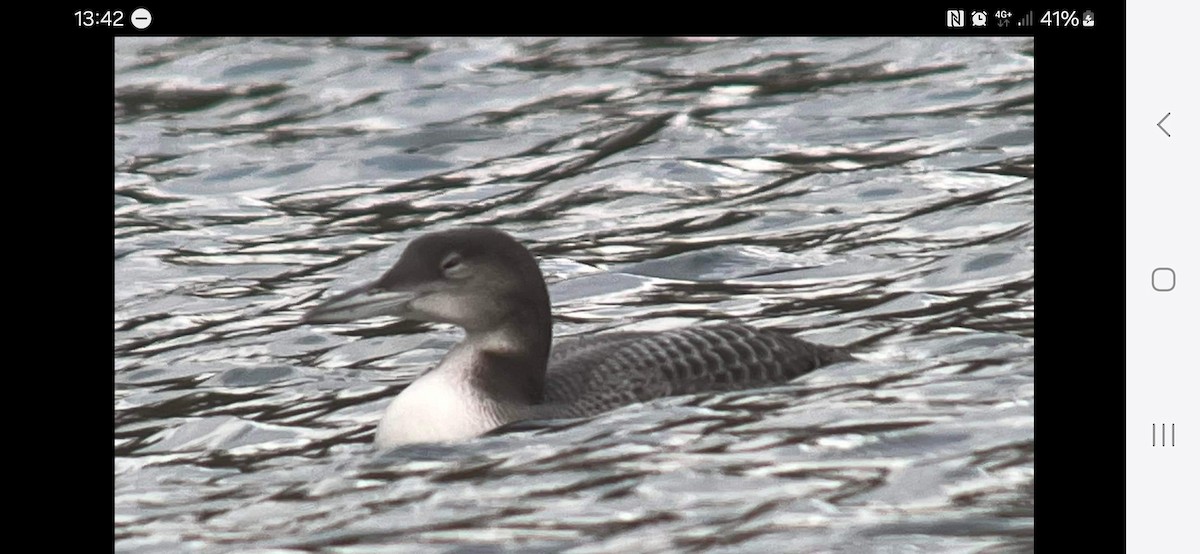 Plongeon huard - ML612337800