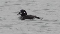 Harlequin Duck - ML612337885