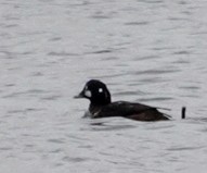 Harlequin Duck - Martha Corfman