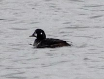 Harlequin Duck - Martha Corfman