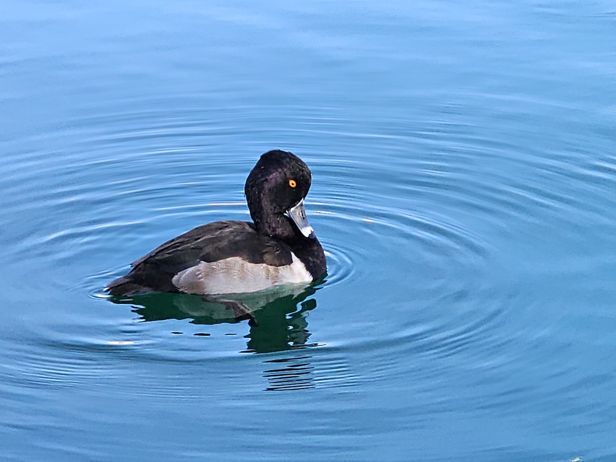 Ring-necked Duck - Larry Morden