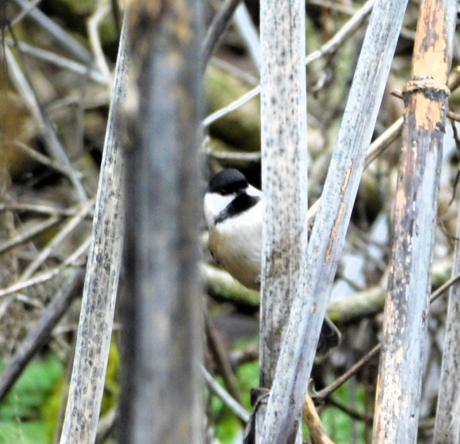 Black-capped Chickadee - ML612337964