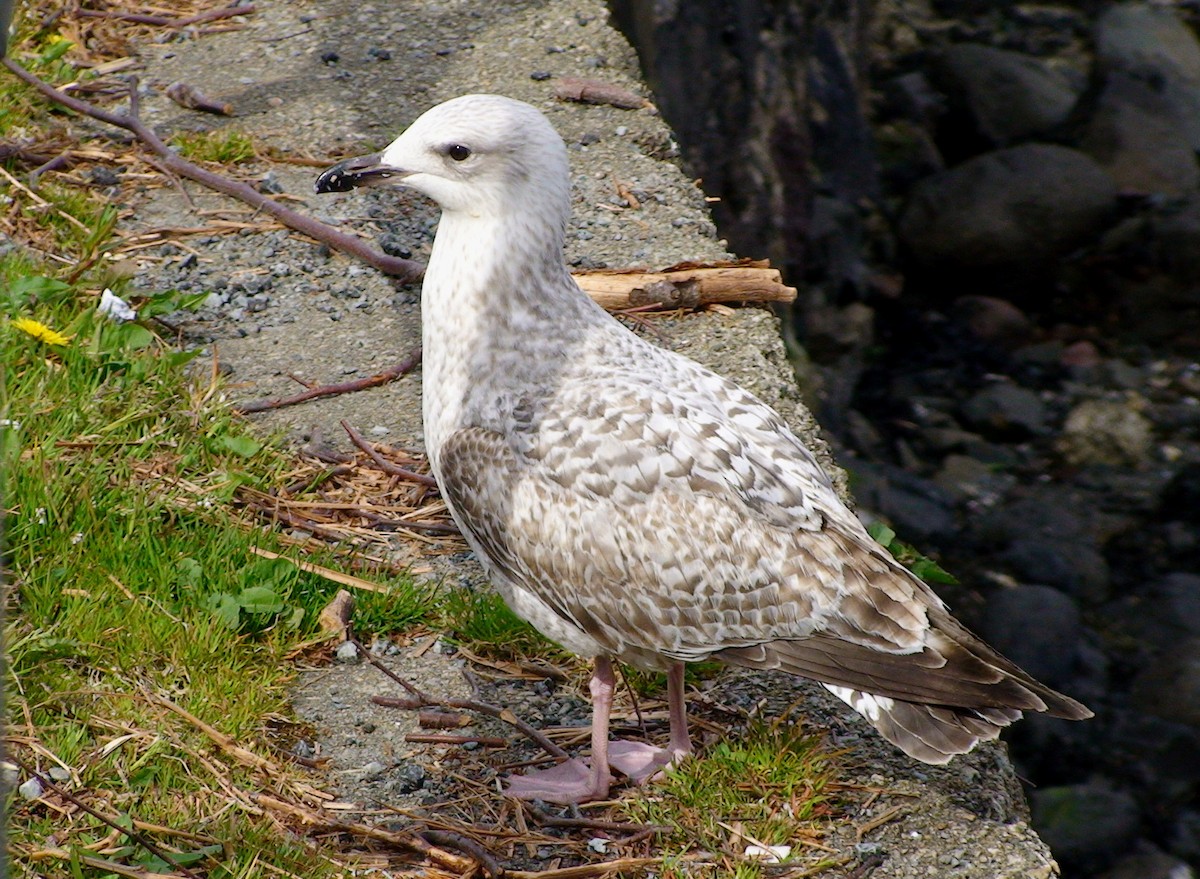 Goéland argenté (argentatus/argenteus) - ML612338020