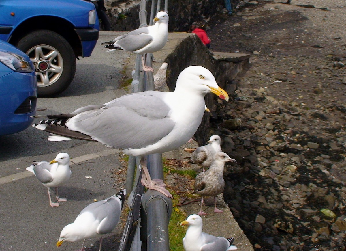 Kuzey Gümüş Martısı (argentatus/argenteus) - ML612338021