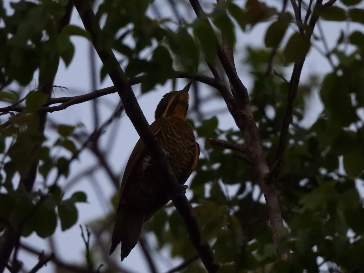 Golden-green Woodpecker (Golden-green) - ML612338166