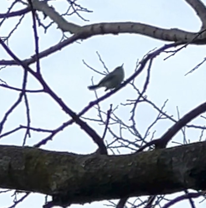 Blue-gray Gnatcatcher - Bill Zimmerman