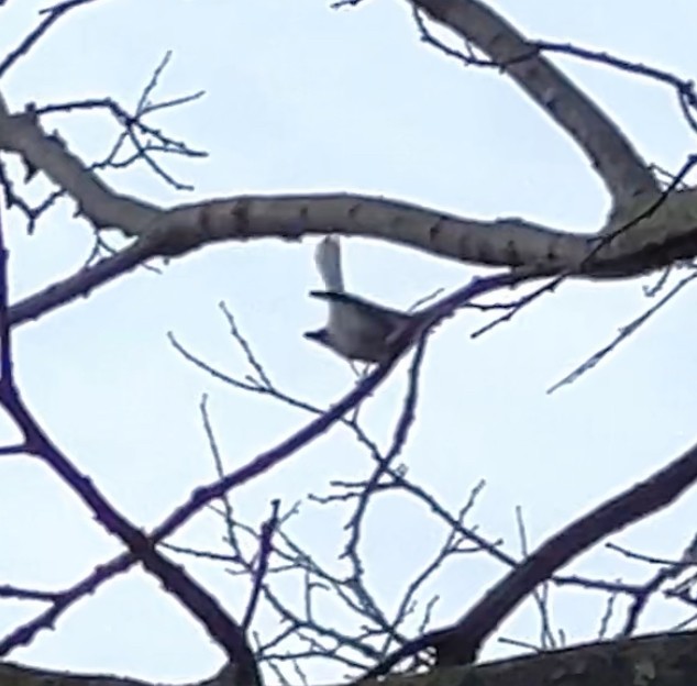 Blue-gray Gnatcatcher - Bill Zimmerman