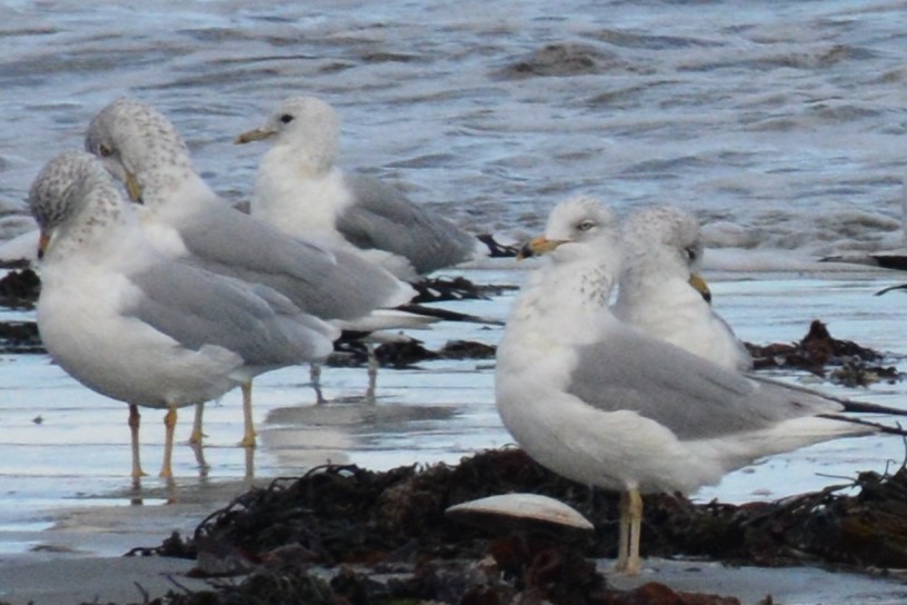 Gavina - ML612338229