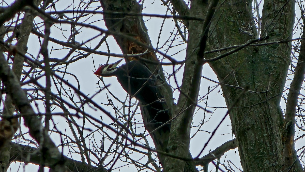 Pileated Woodpecker - ML612338232