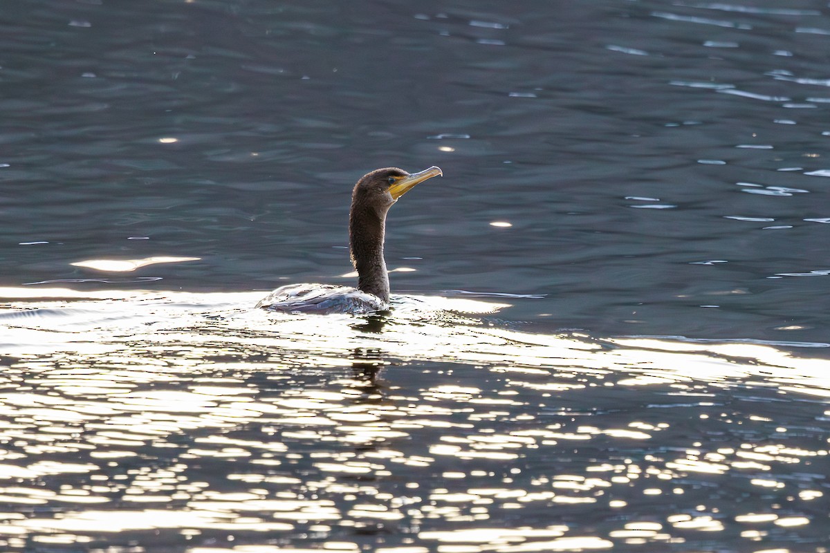 Double-crested Cormorant - ML612338253